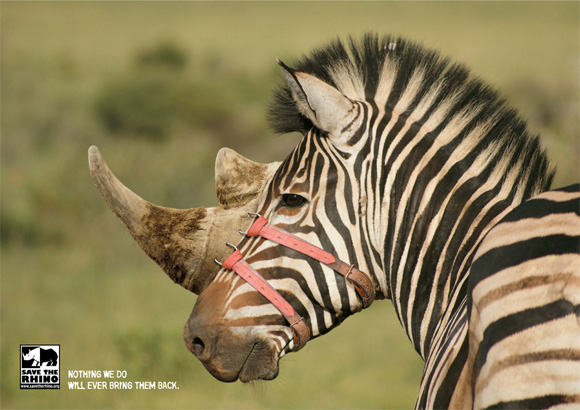 Save the Rhino: Zebra